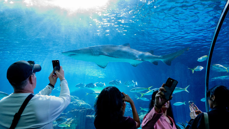 Underwater exhibit at Ripley's Aquarium of Canada
