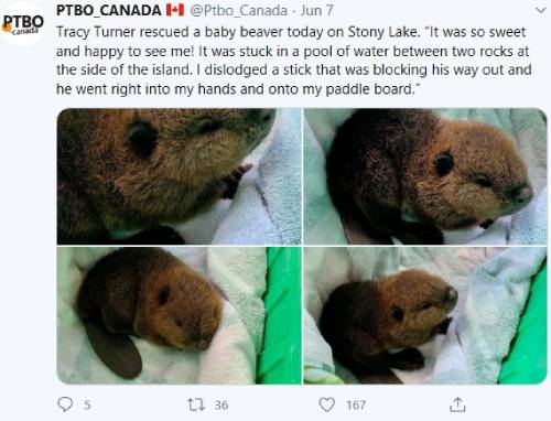 Tweet featuring photos of a rescued baby beaver on a towel. The caption explains that Tracy Turner saved the beaver from being stuck in a pool of water on Stony Lake, helping it onto a paddleboard.