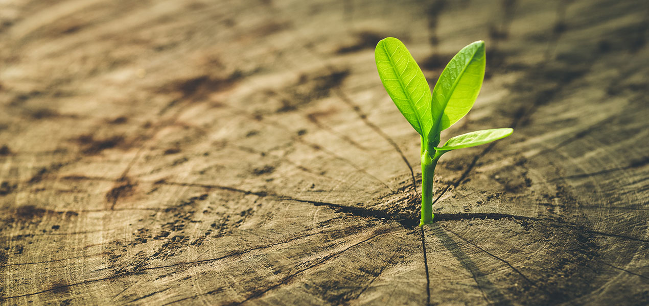 A seedling is shown sprouting from a tree.