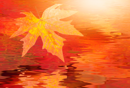 Orange autumn leaf floating on reflective water with warm sunlight in the background.