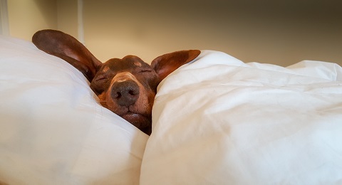 Brown dog sleeping on a white pillow with a white duvat